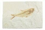 Bargain, Fossil Fish (Diplomystus) - Wyoming #369497-1
